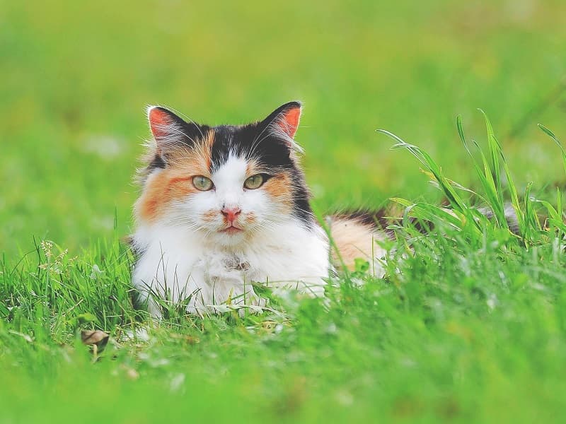 Teaserbild Premium Katzenzubehör