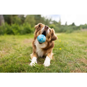 Dog Fun Ball von Wolters, verschiedene Farben