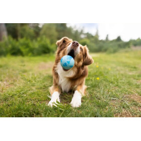 Dog Fun Ball from Wolters, different colors